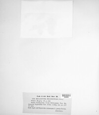 Melampsora euphorbiae image